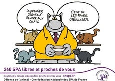 chat saint pierre
