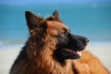 Image d'illustration par Free-Photos de Pixabay
