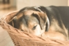 La grossesse nerveuse chez la chienne