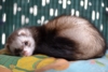 Furet animal