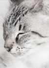 Chats